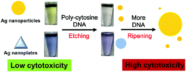 Graphical abstract: Etching silver nanoparticles using DNA