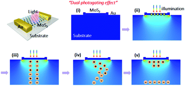 Graphical abstract: A substrate-enhanced MoS2 photodetector through a dual-photogating effect