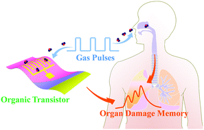Graphical abstract: A flexible conformable artificial organ-damage memory system towards hazardous gas leakage based on a single organic transistor