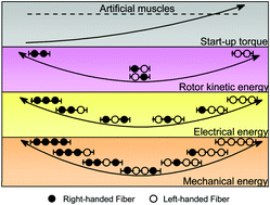 Graphical abstract: Handedness-controlled and solvent-driven actuators with twisted fibers