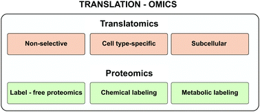 Graphical abstract: Omics approaches for subcellular translation studies