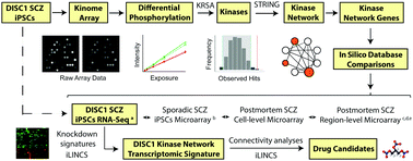 Graphical abstract: Kinase network dysregulation in a human induced pluripotent stem cell model of DISC1 schizophrenia