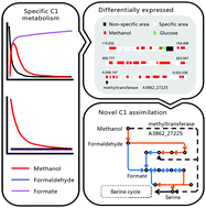 Graphical abstract: Comparative genomics and transcriptomics insights into the C1 metabolic model of a formaldehyde-degrading strain Methylobacterium sp. XJLW