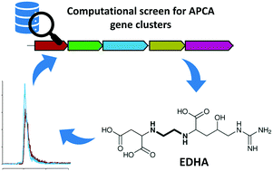 Graphical abstract: Identification of a novel aminopolycarboxylic acid siderophore gene cluster encoding the biosynthesis of ethylenediaminesuccinic acid hydroxyarginine (EDHA)