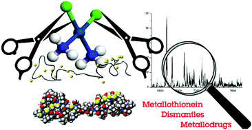 Graphical abstract: Capturing platinum in cisplatin: kinetic reactions with recombinant human apo-metallothionein 1a