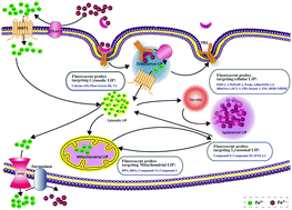 Graphical abstract: The significance, trafficking and determination of labile iron in cytosol, mitochondria and lysosomes
