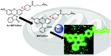 Graphical abstract: A mitochondria-targeted fluorescent probe for selective detection of mitochondrial labile Fe(ii)