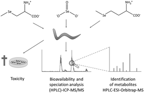 Graphical abstract: Selenium species-dependent toxicity, bioavailability and metabolic transformations in Caenorhabditis elegans