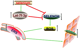 Graphical abstract: Gga-let-7f-3p promotes apoptosis in selenium deficiency-induced skeletal muscle by targeting selenoprotein K