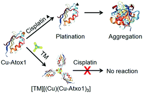 Graphical abstract: Tetrathiomolybdate inhibits the reaction of cisplatin with human copper chaperone Atox1