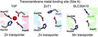 Graphical abstract: Putative metal binding site in the transmembrane domain of the manganese transporter SLC30A10 is different from that of related zinc transporters