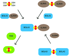 Graphical abstract: Cluster exchange reactivity of [2Fe–2S] cluster-bridged complexes of BOLA3 with monothiol glutaredoxins