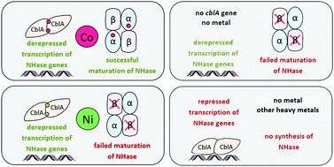 Graphical abstract: In vivo metal selectivity of metal-dependent biosynthesis of cobalt-type nitrile hydratase in Rhodococcus bacteria: a new look at the nitrile hydratase maturation mechanism?
