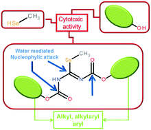 Graphical abstract: Methylselenol release as a cytotoxic tool: a study of the mechanism of the activity achieved by two series of methylselenocarbamate derivatives