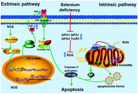 Graphical abstract: Selenium deficiency induces duodenal villi cell apoptosis via an oxidative stress-induced mitochondrial apoptosis pathway and an inflammatory signaling-induced death receptor pathway