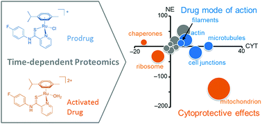 Graphical abstract: Time-dependent shotgun proteomics revealed distinct effects of an organoruthenium prodrug and its activation product on colon carcinoma cells