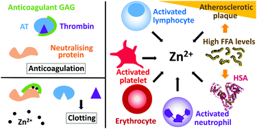 Graphical abstract: Influence of zinc on glycosaminoglycan neutralisation during coagulation