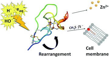 Graphical abstract: Analysis of the soybean metallothionein system under free radical stress: protein modification connected to lipid membrane damage