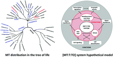 Graphical abstract: Metallothionein diversity and distribution in the tree of life: a multifunctional protein