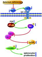 Graphical abstract: Selenium deficiency induces splenic growth retardation by deactivating the IGF-1R/PI3K/Akt/mTOR pathway