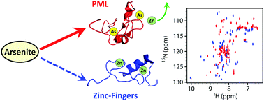 Graphical abstract: Arsenic trioxide preferentially binds to the ring finger protein PML: understanding target selection of the drug