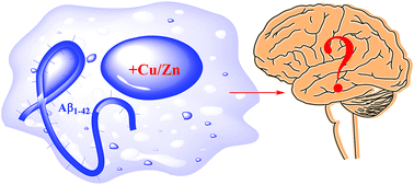 Graphical abstract: Cu and Zn interactions with Aβ peptides: consequence of coordination on aggregation and formation of neurotoxic soluble Aβ oligomers