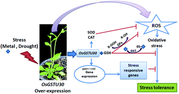 Graphical abstract: Rice (Oryza sativa L.) tau class glutathione S-transferase (OsGSTU30) overexpression in Arabidopsis thaliana modulates a regulatory network leading to heavy metal and drought stress tolerance