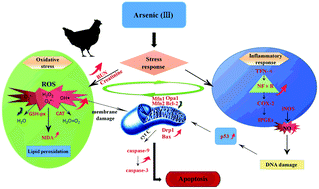 Graphical abstract: Arsenite renal apoptotic effects in chickens co-aggravated by oxidative stress and inflammatory response