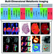 Graphical abstract: Across the spectrum: integrating multidimensional metal analytics for in situ metallomic imaging