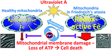 Graphical abstract: The role of mitochondrial labile iron in Friedreich's ataxia skin fibroblasts sensitivity to ultraviolet A