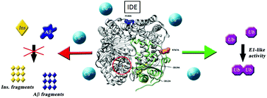 Graphical abstract: Site directed mutagenesis of insulin-degrading enzyme allows singling out the molecular basis of peptidase versus E1-like activity: the role of metal ions