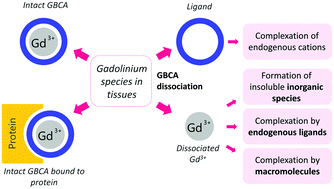 Graphical abstract: The biological fate of gadolinium-based MRI contrast agents: a call to action for bioinorganic chemists
