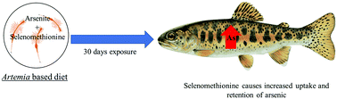 Graphical abstract: The effects of dietary selenomethionine on tissue-specific accumulation and toxicity of dietary arsenite in rainbow trout (Oncorhynchus mykiss) during chronic exposure