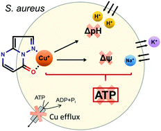 Graphical abstract: Pyrazolopyrimidinones, a novel class of copper-dependent bactericidal antibiotics against multi-drug resistant S. aureus