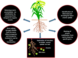 Graphical abstract: Recent advances in arsenic metabolism in plants: current status, challenges and highlighted biotechnological intervention to reduce grain arsenic in rice