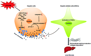 Graphical abstract: Regulation of gasdermin D by miR-379-5p is involved in arsenite-induced activation of hepatic stellate cells and in fibrosis via secretion of IL-1β from human hepatic cells