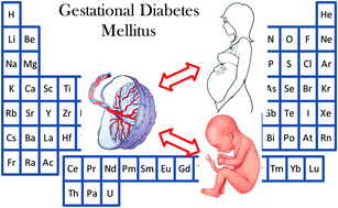 Graphical abstract: Maternal, placental and cordonal metallomic profiles in gestational diabetes mellitus
