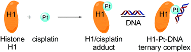 Graphical abstract: Cisplatin reacts with histone H1 and the adduct forms a ternary complex with DNA
