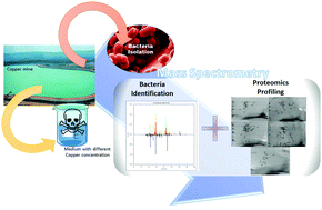 Graphical abstract: Analysis of copper response in Acinetobacter sp. by comparative proteomics
