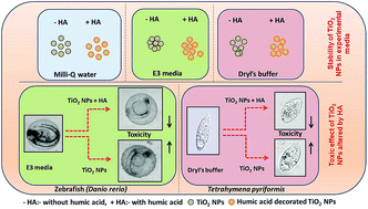 Graphical abstract: Impact of humic acid on the fate and toxicity of titanium dioxide nanoparticles in Tetrahymena pyriformis and zebrafish embryos