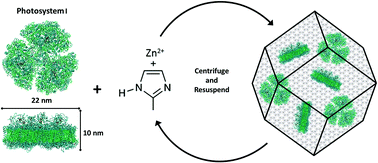 Graphical abstract: Jolly green MOF: confinement and photoactivation of photosystem I in a metal–organic framework