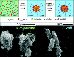 Graphical abstract: Dual-functionalised shellac nanocarriers give a super-boost of the antimicrobial action of berberine