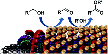 Graphical abstract: Direct aerobic oxidation of alcohols into esters catalyzed by carbon nanotube–gold nanohybrids