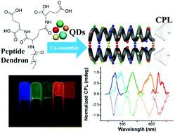 Graphical abstract: Optically active quantum dots with induced circularly polarized luminescence in amphiphilic peptide dendron hydrogel