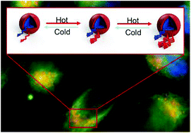 Graphical abstract: Intracellular ratiometric temperature sensing using fluorescent carbon dots