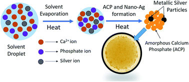 Graphical abstract: Synthesis and characterization of silver nanoparticle-loaded amorphous calcium phosphate microspheres for dental applications