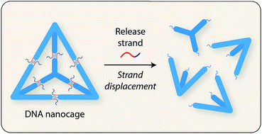 Graphical abstract: Controlled disassembly of a DNA tetrahedron using strand displacement