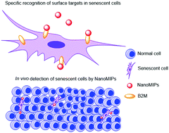 Graphical abstract: Detecting and targeting senescent cells using molecularly imprinted nanoparticles