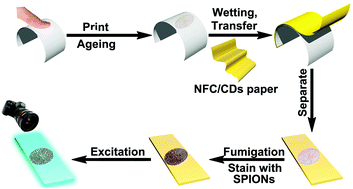 Graphical abstract: High-efficiency transfer of fingerprints from various surfaces using nanofibrillated cellulose