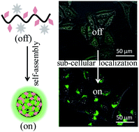 Graphical abstract: Functionalized chitosan with self-assembly induced and subcellular localization-dependent fluorescence ‘switch on’ property